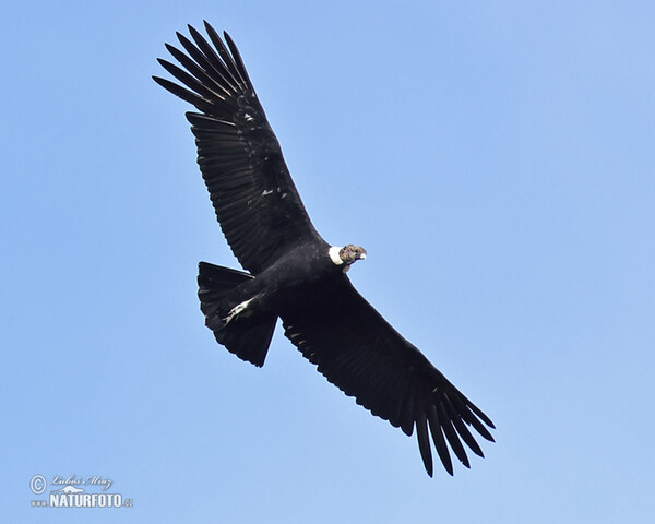 Kondor andský (Vultur gryphus)