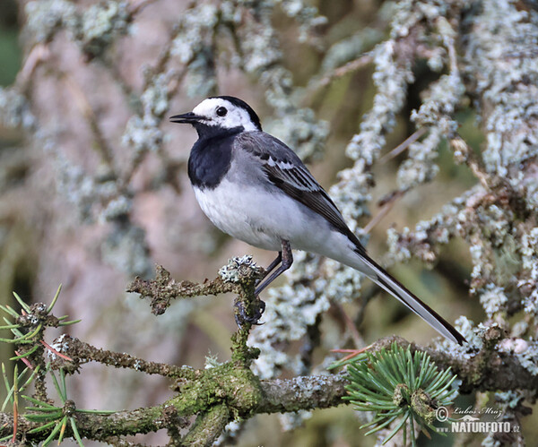 Konipas bílý (Motacilla alba)