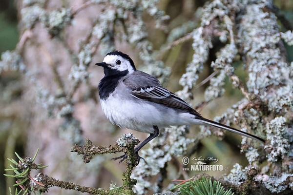 Konipas bílý (Motacilla alba)