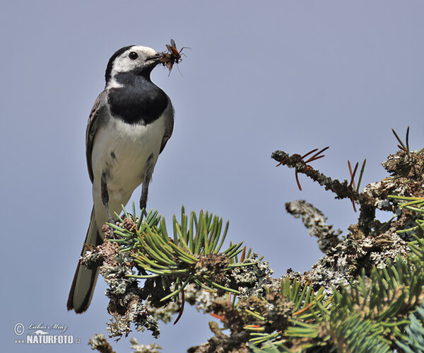 Konipas bílý (Motacilla alba)