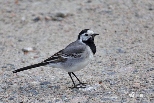 Konipas bílý (Motacilla alba)