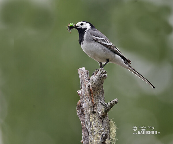 Konipas bílý (Motacilla alba)