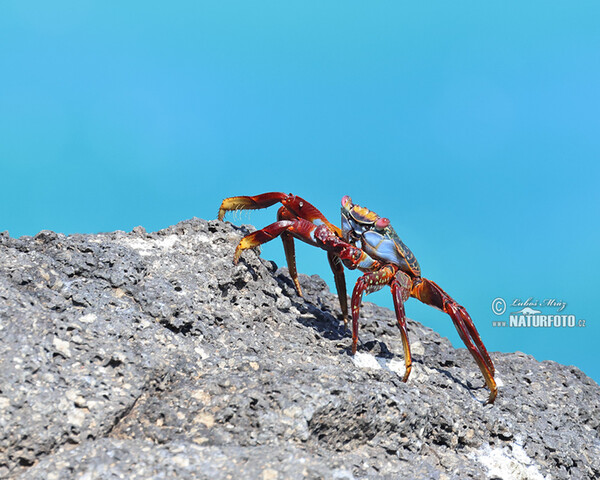 Krab světlonohý (Grapsus grapsus)