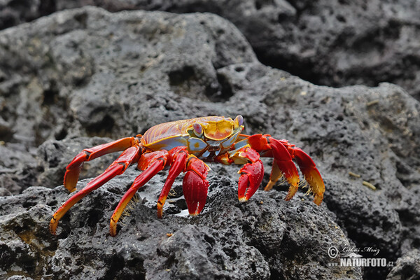 Krab světlonohý (Grapsus grapsus)