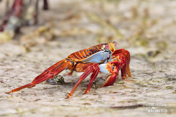 Krab světlonohý (Grapsus grapsus)