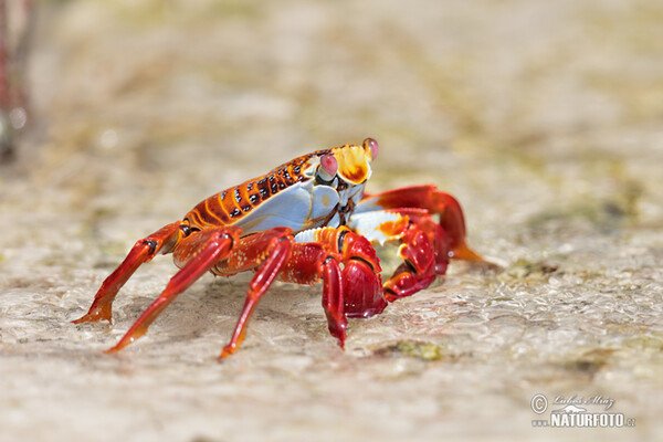 Krab světlonohý (Grapsus grapsus)