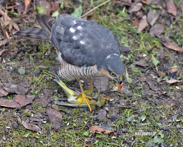 Krahujec obecný (Accipiter nisus)