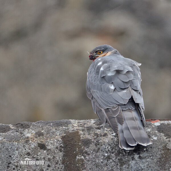 Krahujec obecný (Accipiter nisus)