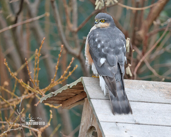 Krahujec obecný (Accipiter nisus)