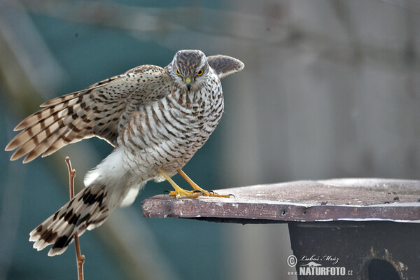 Krahujec obecný (Accipiter nisus)