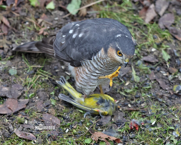 Krahujec obecný (Accipiter nisus)