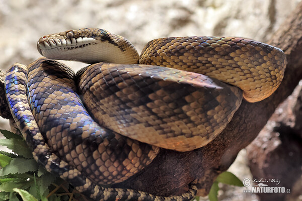 Krajta ametystová (Morelia amethistina)