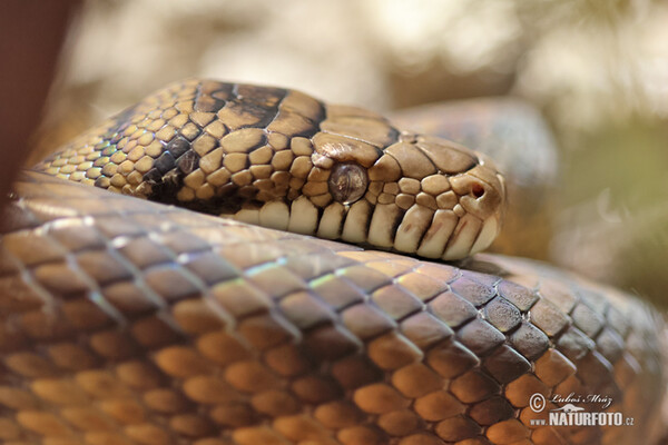 Krajta ametystová (Morelia amethistina)