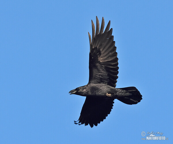 Krkavec čierny (Corvus corax)