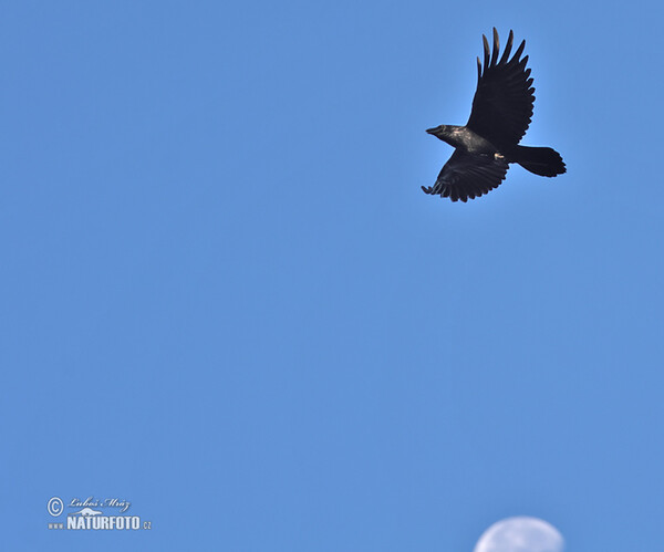 Krkavec čierny (Corvus corax)