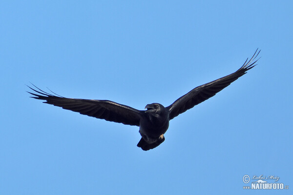 Krkavec čierny (Corvus corax)