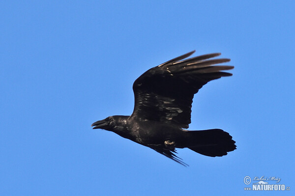 Krkavec čierny (Corvus corax)