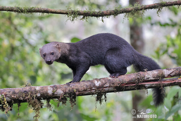 Kuna brazilská, Hyrare (Eira barbara)