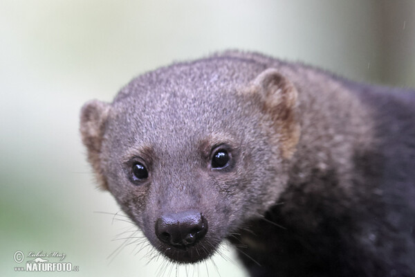 Kuna brazilská, Hyrare (Eira barbara)