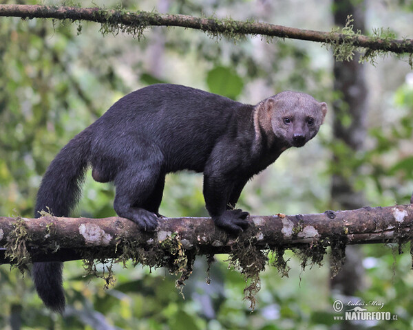 Kuna brazilská, Hyrare (Eira barbara)