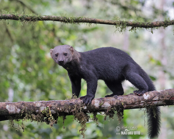 Kuna brazilská, Hyrare (Eira barbara)