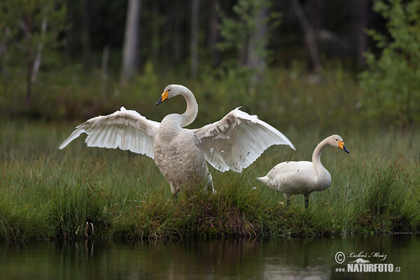 Labuť spevavá (Cygnus cygnus)