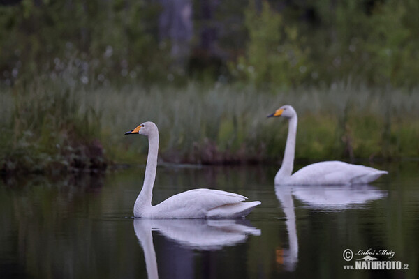 Labuť spevavá (Cygnus cygnus)