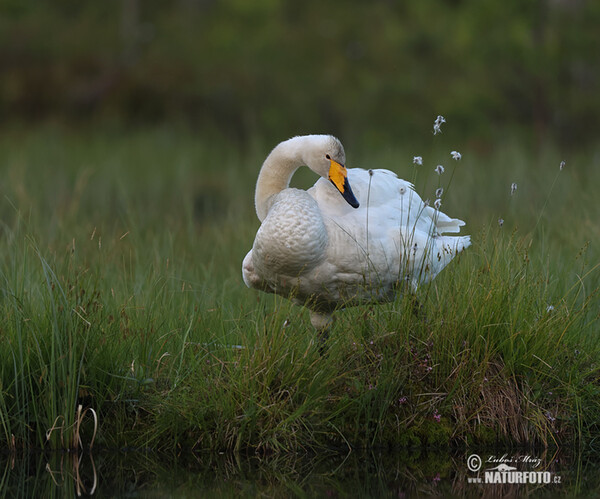 Labuť spevavá (Cygnus cygnus)