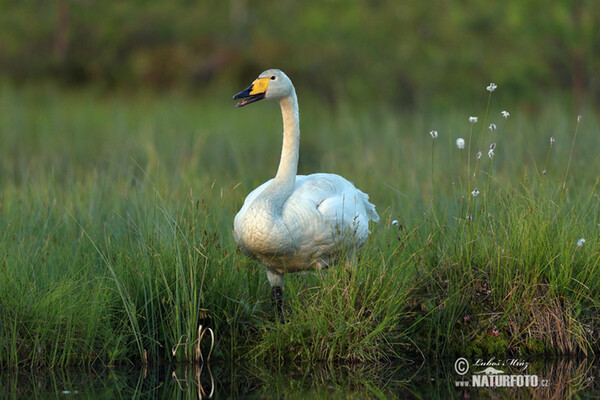 Labuť spevavá (Cygnus cygnus)