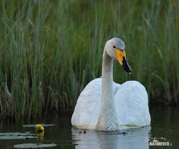 Labuť spevavá (Cygnus cygnus)