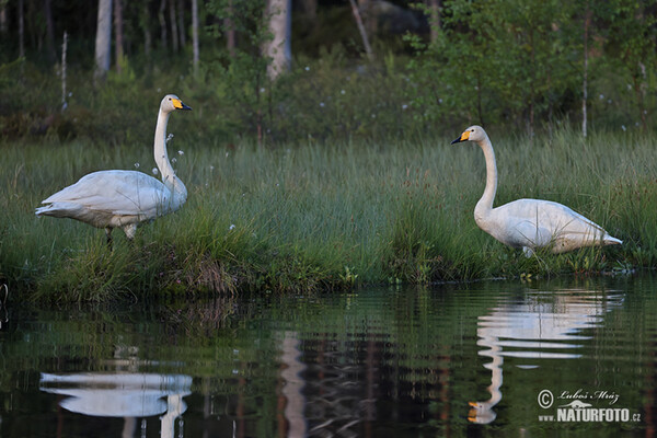 Labuť spevavá (Cygnus cygnus)