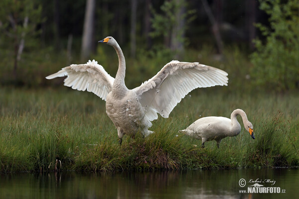 Labuť spevavá (Cygnus cygnus)