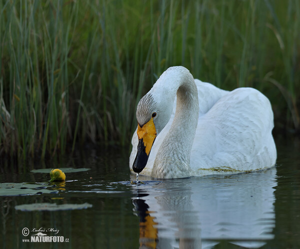 Labuť spevavá (Cygnus cygnus)