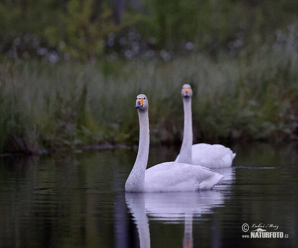 Labuť spevavá (Cygnus cygnus)