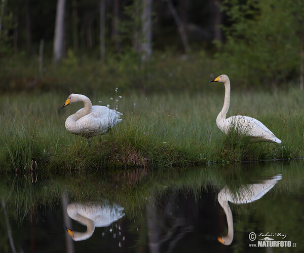 Labuť zpěvná (Cygnus cygnus)