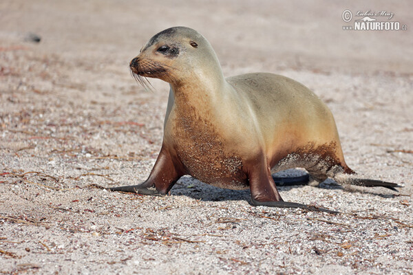 Lachtan galapážský (Arctocephalus galapagoensis)