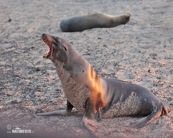 Lachtan galapážský (Arctocephalus galapagoensis)