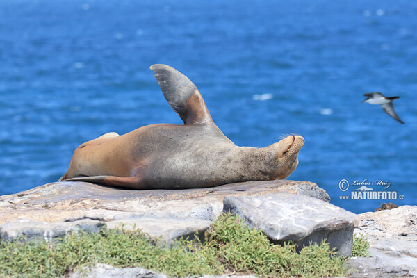 Lachtan galapážský (Arctocephalus galapagoensis)