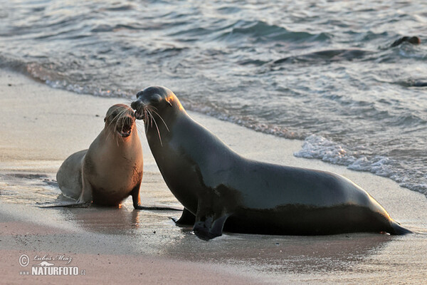 Lachtan galapážský (Arctocephalus galapagoensis)