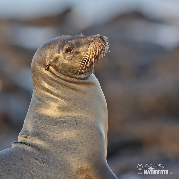 Lachtan galapážský (Arctocephalus galapagoensis)