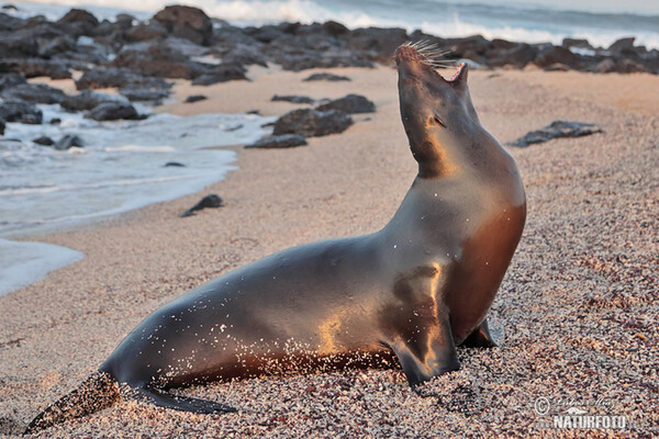 Lachtan galapážský (Arctocephalus galapagoensis)