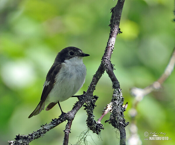 Lejsek černohlavý (Ficedula hypoleuca)