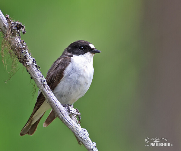 Lejsek černohlavý (Ficedula hypoleuca)