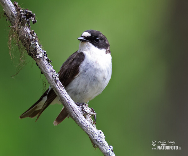 Lejsek černohlavý (Ficedula hypoleuca)