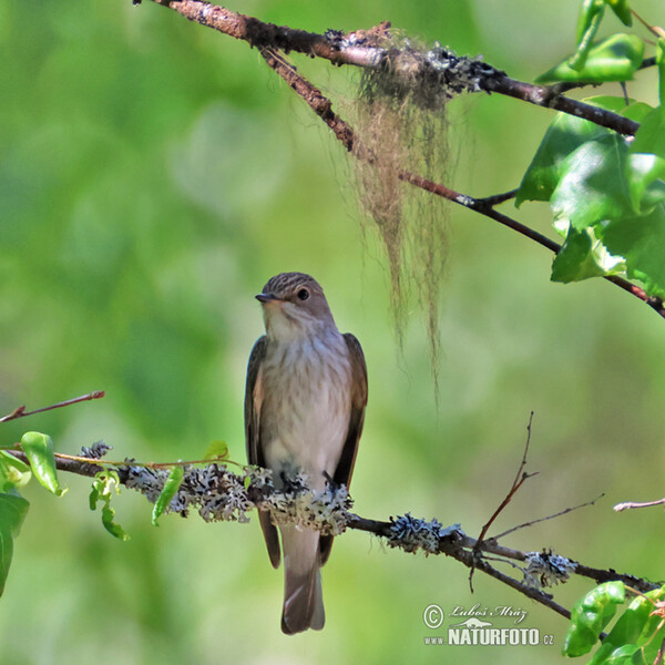 Lejsek šedý (Muscicapa striata)