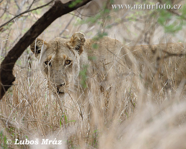 Lev púšťový (Panthera leo)