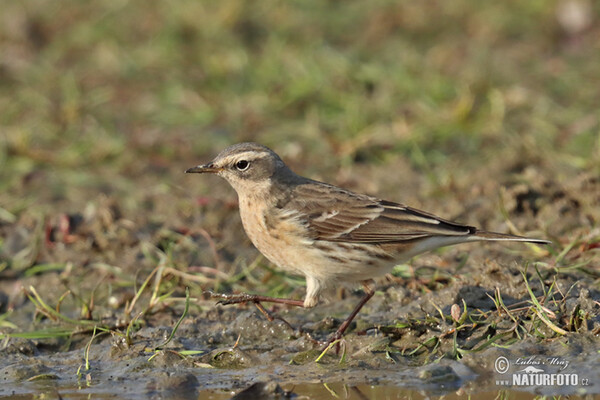 Linduška horská (Anthus spinoletta)