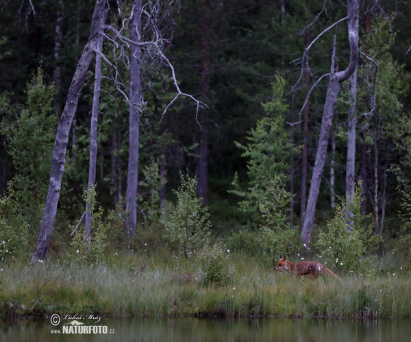 Líška hrdzavá (Vulpes vulpes)