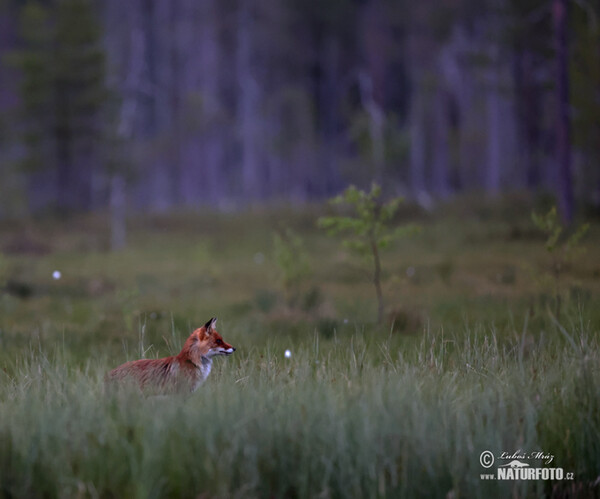 Líška hrdzavá (Vulpes vulpes)