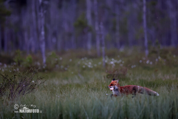 Liška obecná (Vulpes vulpes)